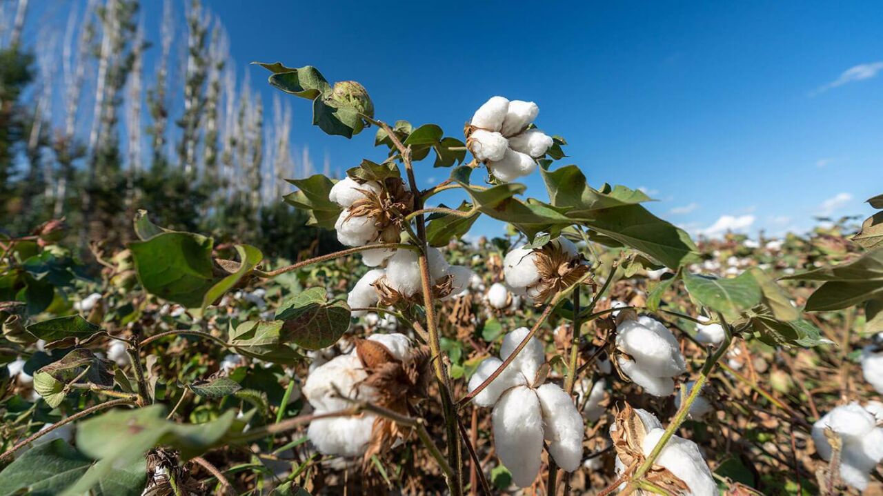  Havadan Pamuk Defoliant Uygulanması