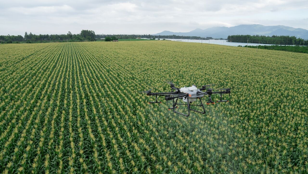 Mısır Tarlalarında Drone Uygulamaları
